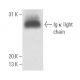 Ig κ chain Antibody (OX11) - Western Blotting - Image 15506