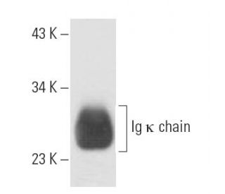 Ig &kappa; chain Antibody (OX20) - Western Blotting - Image 15493 
