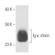 Ig κ chain Antibody (OX20) - Western Blotting - Image 15493 