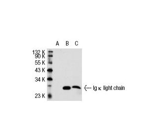Ig &kappa; light chain Antibody (2G5-14) - Western Blotting - Image 32246