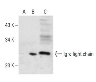 Ig &kappa; light chain Antibody (GA160) - Western Blotting - Image 32243