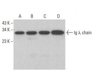 Ig &lambda; chain Antibody (A-3) - Western Blotting - Image 383929 