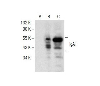 IgA Antibody (A-9) - Western Blotting - Image 150590 