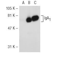 IgA Antibody (AD3) - Western Blotting - Image 31422