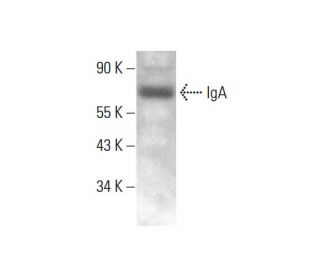 IgA Antibody (B-12) - Western Blotting - Image 382313 