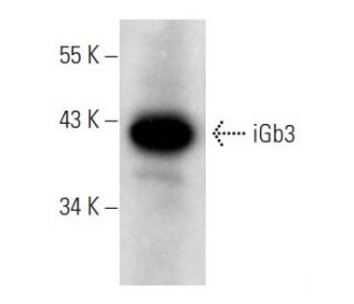 iGb3 Antibody (D-2) - Western Blotting - Image 357316 