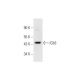 iGb3 Antibody (H-7) - Western Blotting - Image 332742