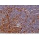 IgD Antibody (OX60) - Immunohistochemistry - Image 386308 