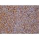 IgD Antibody (OX60) - Immunohistochemistry - Image 386309