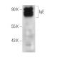 IgE Antibody (154/102) - Western Blotting - Image 14642