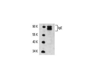 IgE Antibody (4F4) - Western Blotting - Image 14643