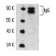 IgE Antibody (4F4) - Western Blotting - Image 14643