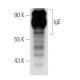 IgE Antibody (MH25-1) - Western Blotting - Image 14645