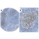IgE Antibody (XTE4) - Immunohistochemistry - Image 38360