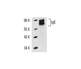 IgE Antibody (XTE4) - Western Blotting - Image 14644 