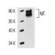 IgE Antibody (XTE4) - Western Blotting - Image 14644 