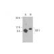 IGF-I Antibody (E-3) - Western Blotting - Image 391884