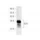 IGF-I Antibody (H-9) - Western Blotting - Image 389704 