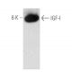 IGF-I Antibody (H-9) - Western Blotting - Image 390996