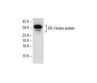 IGF-I Antibody (W18) - Western Blotting - Image 151611