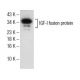 IGF-I Antibody (W18) - Western Blotting - Image 151611