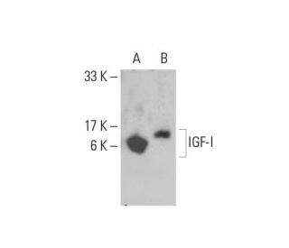 IGF-I Antibody (E-3) - Western Blotting - Image 391884Each CRISPR/Cas9 Knockout (KO) Plasmid product consists of a pool of 3 plasmids designed to ensure identification and cleavage of a specific gene for maximum knockout efficiency. Each plasmid encodes a unique 20 nt sequence derived from the GeCKO (v2) library.
