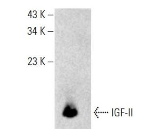IGF-II Antibody (D-10) - Western Blotting - Image 396624