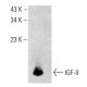 IGF-II Antibody (D-10) - Western Blotting - Image 396624