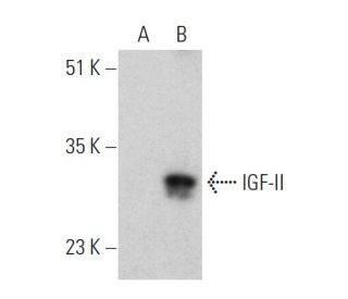 IGF-II Antibody (H-11) - Western Blotting - Image 366628 