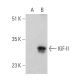 IGF-II Antibody (H-11) - Western Blotting - Image 366628 