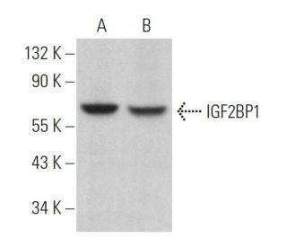 IMP-1/IGF2BP1 Antibody (G-8) - Western Blotting - Image 363472 