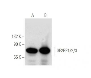 IGF2BP1/2/3 Antibody (A-2) - Western Blotting - Image 391742Each CRISPR/Cas9 Knockout (KO) Plasmid product consists of a pool of 3 plasmids designed to ensure identification and cleavage of a specific gene for maximum knockout efficiency. Each plasmid encodes a unique 20 nt sequence derived from the GeCKO (v2) library. 