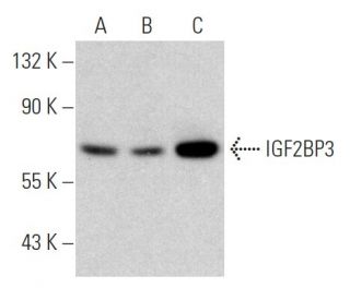 IGF2BP3 Antibody (C-11) - Western Blotting - Image 358437 