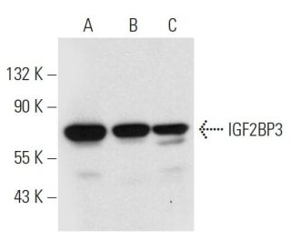 IGF2BP3 Antibody (D-7) - Western Blotting - Image 300144 