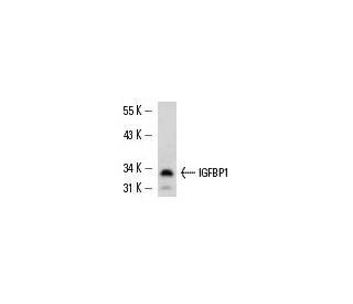 IGFBP1 Antibody (H-3) - Western Blotting - Image 13579 
