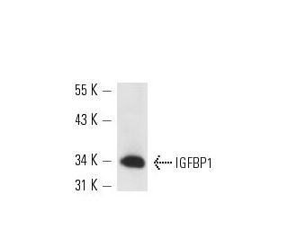 IGFBP1 Antibody (H-5) - Western Blotting - Image 13580 