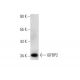 IGFBP2 Antibody (G-1) - Western Blotting - Image 139171