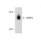 IGFBP3 Antibody (4) - Western Blotting - Image 283566