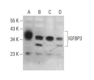 IGFBP3 Antibody (B-5) - Western Blotting - Image 381290 