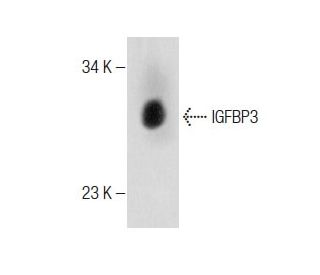IGFBP3 Antibody (E-9) - Western Blotting - Image 283568 