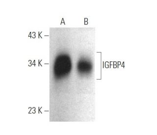 IGFBP4 Antibody (A3) - Western Blotting - Image 374577The Double Nickase Plasmid features a U6 promoter for sgRNA expression, a 20 nt targeting sequence, and a gRNA scaffold to guide Cas9n. It includes a CBh promoter for Cas9n (D10A) and puromycin resistance, GFP for transfection verification, and nuclear localization signals (NLS). The 2A peptide allows co-expression of Cas9n and Puro from a single promoter, enabling precise genome editing with reduced off-target effects.