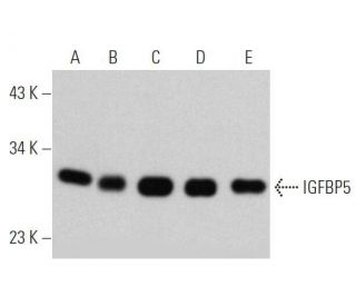 IGFBP5 Antibody (G-7) - Western Blotting - Image 356360 