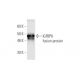 IGFBP6 Antibody (1A8) - Western Blotting - Image 348524