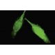 IGFN1 Antibody (S-2) - Immunofluorescence - Image 35470 