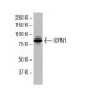 IGFN1 Antibody (S-2) - Western Blotting - Image 33502 