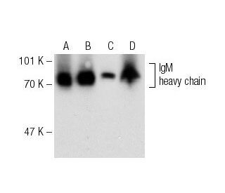 IgM Antibody (2C12-3) - Western Blotting - Image 139193 