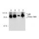 IgM Antibody (2C12-3) - Western Blotting - Image 139193 