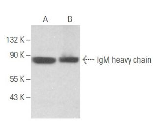 IgM Antibody (G-12) - Western Blotting - Image 356071 