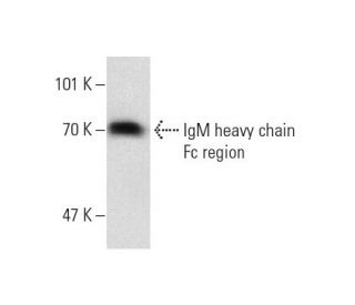 IgM Fc region Antibody (2B9) - Western Blotting - Image 139204
