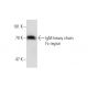 IgM Fc region Antibody (2B9) - Western Blotting - Image 139204